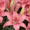 Pink lilies in full bloom.