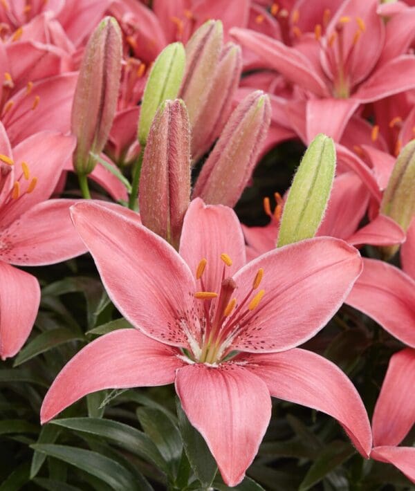 Pink lilies in full bloom.