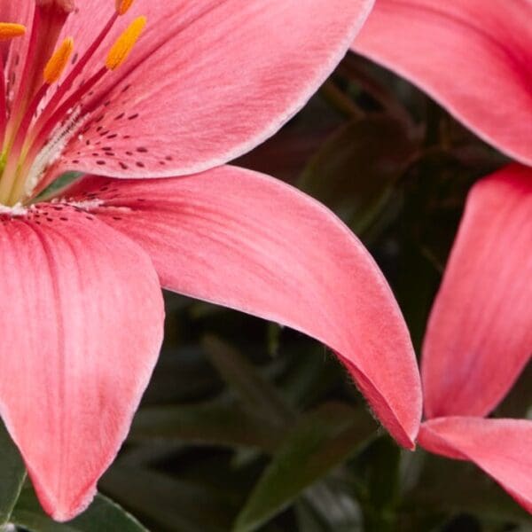 Pink lilies in bloom close-up.