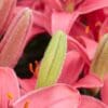 Pink lily buds, close-up view.