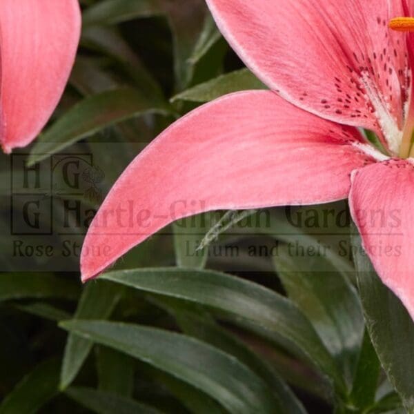 Pink lily petal close-up detail.