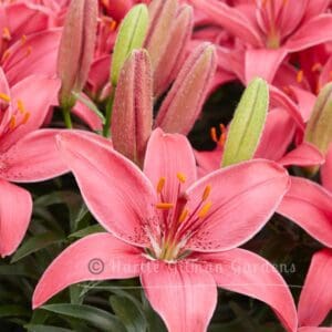 Pink lilies in full bloom.