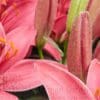 Pink lilies in bloom, close-up.