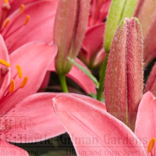 Pink lilies in bloom, close-up.