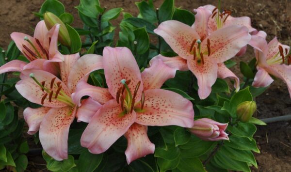 Pink spotted lilies in garden bed