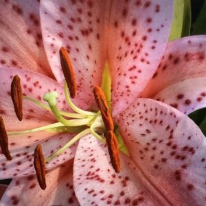 Pink spotted lily close-up with stamens