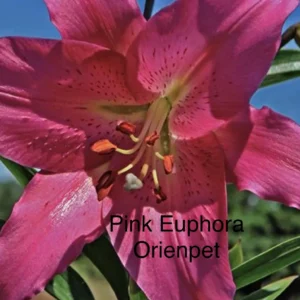 A close up of the flower of pink euphoria.