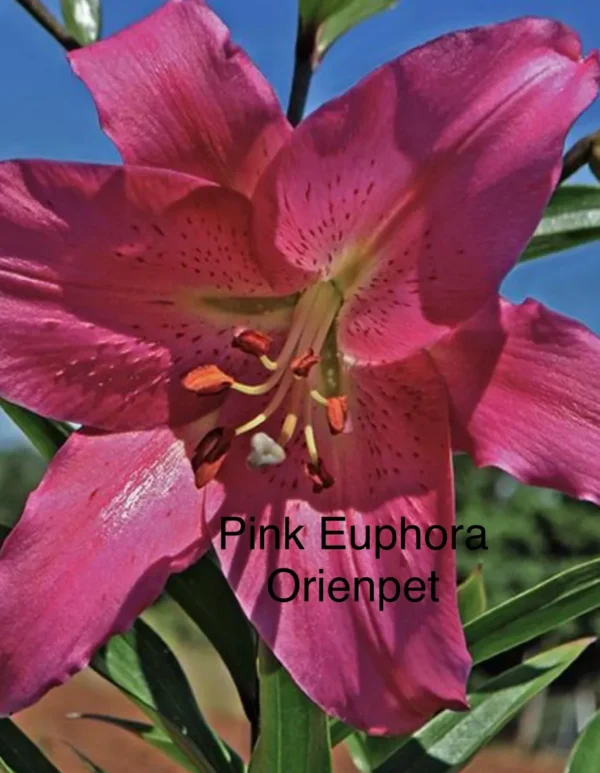 A close up of the flower of pink euphoria.