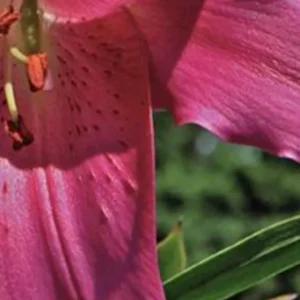 A close up of the flower of a pink lily