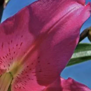 A close up of the flower of an oriental lily.