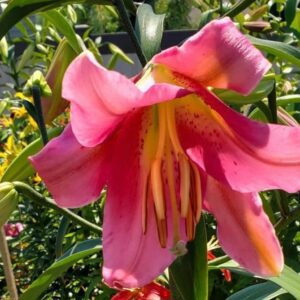 A pink flower with yellow stamen and green leaves.