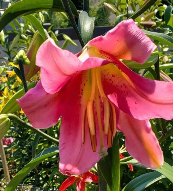 A pink flower with yellow stamen and green leaves.