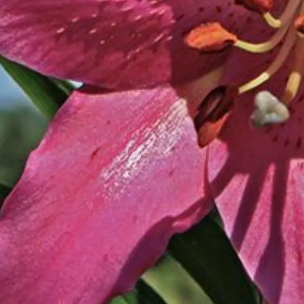 A close up of the flower of an oriental lily.