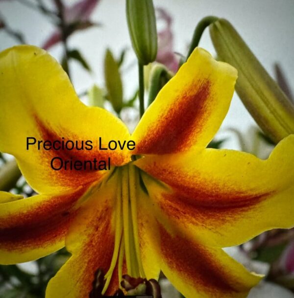 Yellow Oriental lily, Precious Love.