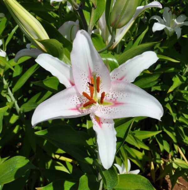 White lily with pink speckles blooming.