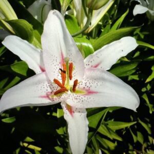 White lily with pink speckles in bloom.