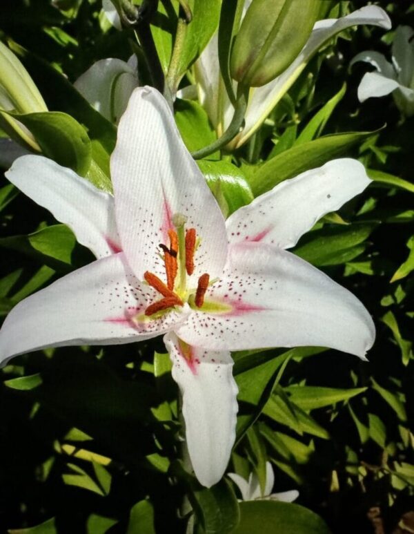 White lily with pink speckles in bloom.