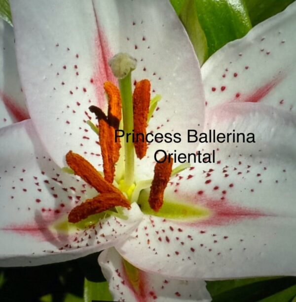 Princess Ballerina Oriental lily close-up.