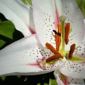 Close-up of a white lily flower.