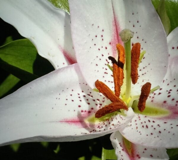 Close-up of a white lily flower.
