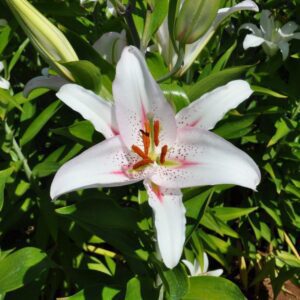 White lily with pink speckles in bloom.
