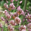 Pink martagon lilies in bloom.