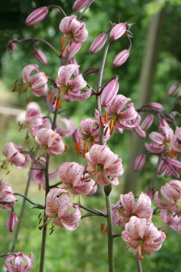 Pink martagon lilies in bloom.