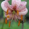 Pink lily with maroon spots blooming.