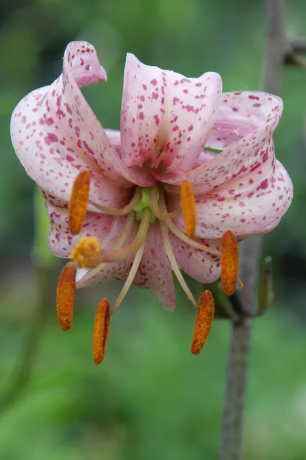 Pink lily with maroon spots blooming.