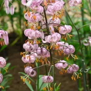Speckled pink martagon lilies with orange stamens