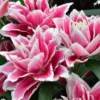 Pink double tulips with white edges