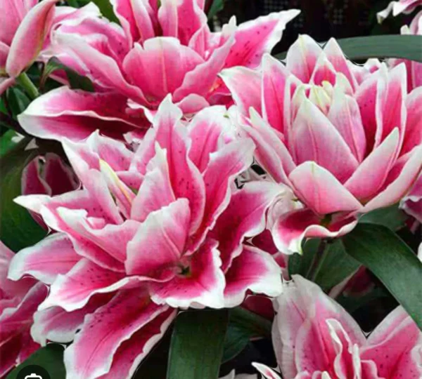 Pink double tulips with white edges