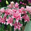 Vibrant pink double lilies in bloom