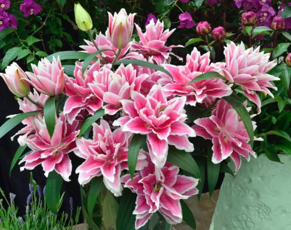 Vibrant pink double lilies in bloom