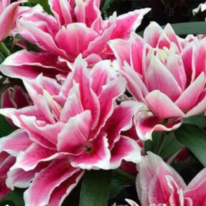 Double pink lilies with white-edged petals