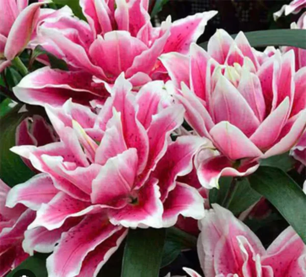 Double pink lilies with white-edged petals