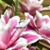 Close-up of pink and white Oriental lilies