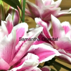 Close-up of pink and white Oriental lilies