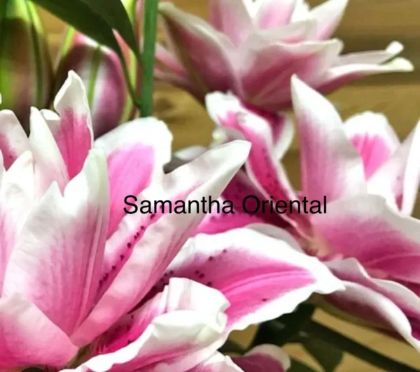 Close-up of pink and white Oriental lilies