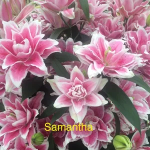 Cluster of pink double lilies with white edges
