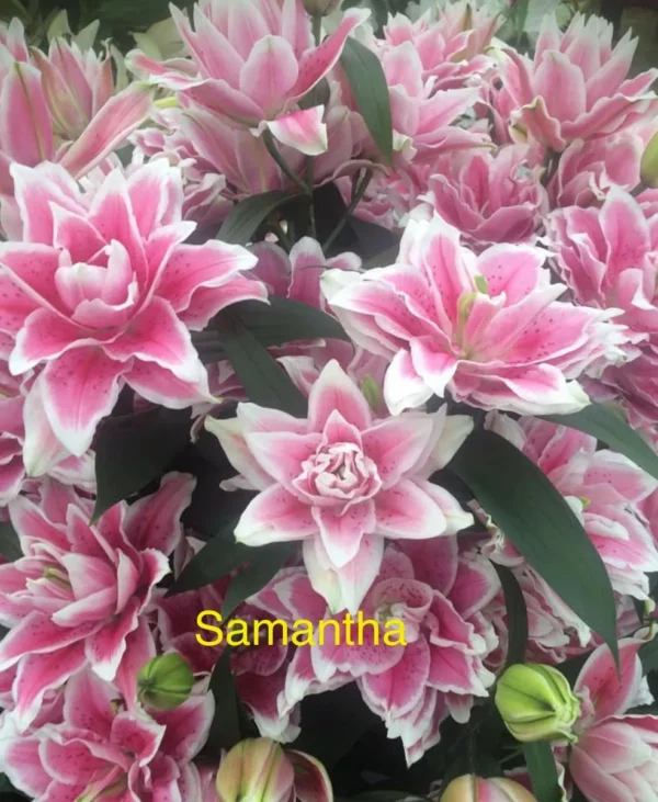Cluster of pink double lilies with white edges