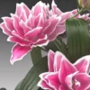 Pink double-petaled lily blossoms with green leaves
