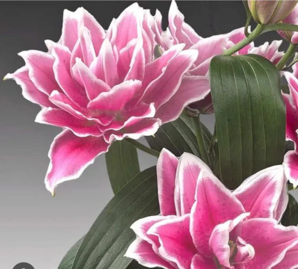 Pink double-petaled lily blossoms with green leaves