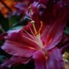 Close-up deep magenta lily with orange stamens
