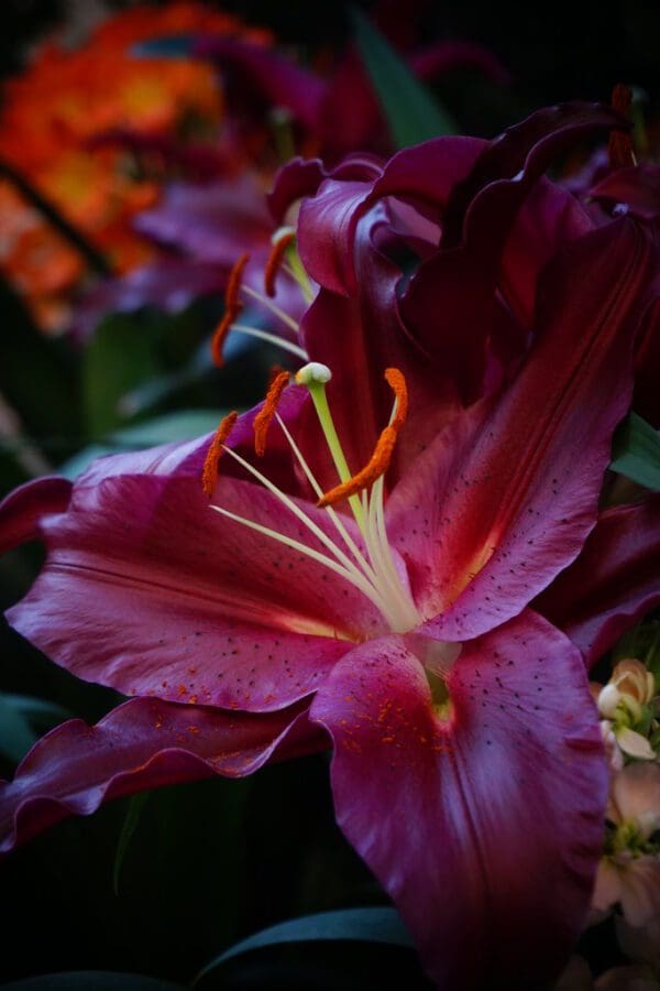 Close-up deep magenta lily with orange stamens