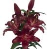 Deep burgundy lilies with green leaves