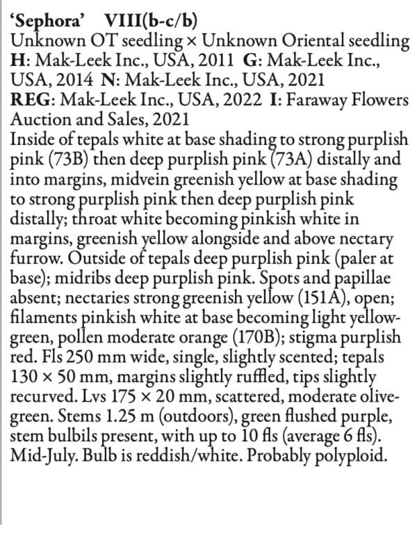 Detailed description of lily variety