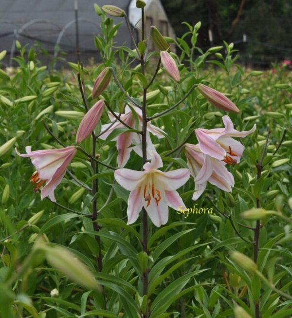 Pink lilies blooming in the garden.