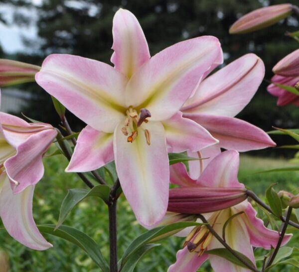 Pink and white lilies in bloom.