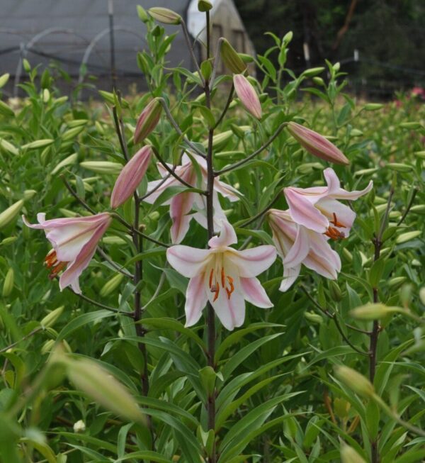 Pink lilies blooming in a field.